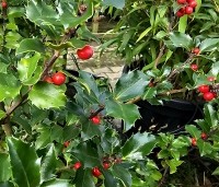 Ilex meserveae 'Blue Princess' - Blauwe hulst 'Blue Princess'   - 1