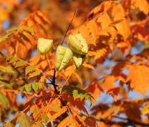 Koelreuteria paniculata