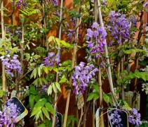 Wisteria paars