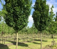 Carpinus betulus 'Lucas' - Zuilvormige haagbeuk - 1