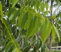 Carya illinoinensis 'Choctaw' - Pecan boom - 1
