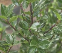 Ilex meserveae 'Blue Prince' - Blauwe hulst 'Blue Prince - 1