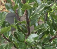 Ilex meserveae 'Blue Prince' - Blauwe hulst 'Blue Prince - 2