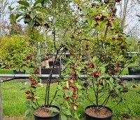Malus Red Obelisk - Sierappel met donkerrode sierappels - 1