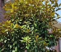 Magnolia grandiflora 'Galissoniere'  - Magnolia grandiflora 'Galissoniere'  - 2