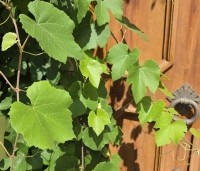 Vitis vinifera 'Regent' - Blauwe druif 'Regent' - 1