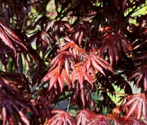 Acer palmatum 'Trompenburg'
