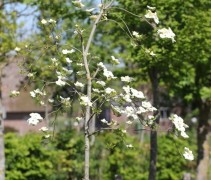Cornus Eddie's White Wonder