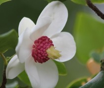 Magnolia sieboldii bloesem
