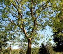Zelkova serrata