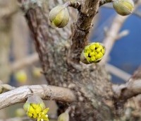 Cornus mas - Gele kornoelje - bloemknoppen in februari