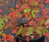 Nyssa sylvatica - Zwarte tulepoboom - 2