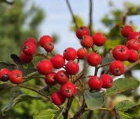 Sorbus intermedia - Lijsterbes - 3