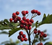 Sorbus intermedia - Lijsterbes - 2