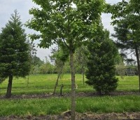 Prunus avium 'Kordia' - Prunus avium 'Kordia' - 3
