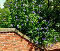 Hibiscus syr. 'Oiseau Blue'