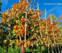 Parrotia persica 'Bella'