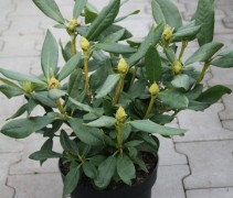 Rhododendron 'Cunningham's White' struik in pot