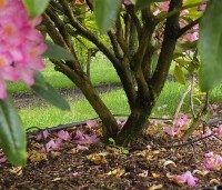Rhododendron ponticum 'Roseum' - Bosrhododendron 'Roseum' - 2