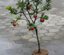 Malus domestica Croquella Delgrina mini appelboompje