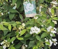 Viburnum plicatum 'Watanabe' - Sneeuwbal 'Watanabe' - 1