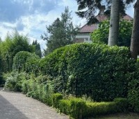 Prunus laurocerasus 'Rotundifolia'  - Laurierkers 'Rotundifolia'  - golvende haag