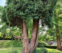 Chamaecyparis lawsoniana  als oude boom