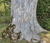 Acer pseudoplatanus - Gewone esdoorn - 2