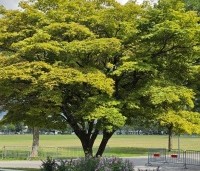 Acer palmatum - Japanse Esdoorn - 3