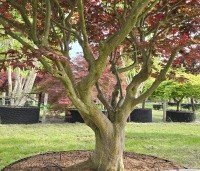 Acer palmatum 'Sumi-Nagashi' - Japanse Esdoorn 'Sumi-Nagashi' - 1