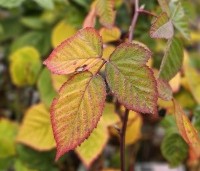 Rubus fruticosus 'Black Satin' - Doornloze braam 'Black Satin' - herfst