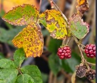 Rubus fruticosus 'Black Satin' - Doornloze braam 'Black Satin' - herfst