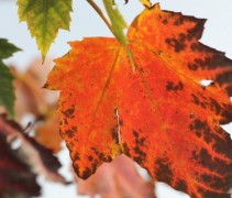 Acer Rubrum met fraaie herfsverkleuring doet het goed op een ietwat voochtige en zure grond