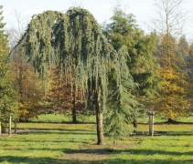 Cedrus libani pendula