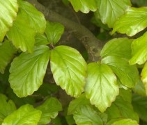 Parrotia persica zomerblad