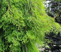 Taxodium distichum 'Pendulum'