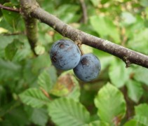 Vruchten prunus spinosa