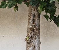 Tilia x europaea 'Euchlora' - Linde - 2