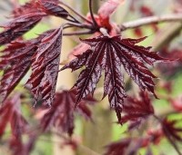 Acer platanoides 'Crimson Sentry' - Roodbladige Noordse Esdoorn - 1