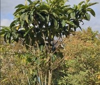 Eriobotrya japonica - Japanse Wolmispel - 4