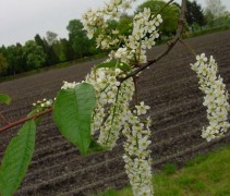 Prunus padus ‘Watereri’ bloesem