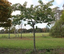 Prunus shirotae met kenmerkende platte kroon