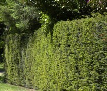 Taxus baccata