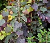 Cercis canadensis 'Ruby Falls' - Amerikaanse Judasboom - 1