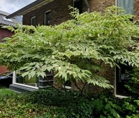 Aralia elata 'Variegata' - Aralia elata 'Variegata' - 3