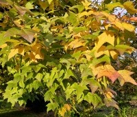 Liquidambar formosana var. monticola - Taiwanese amberboom - 6