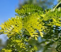 Gleditsia triacanthos 'Sunburst' - Valse christusdoorn - 3
