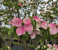 Cornus 'Norman Hadden' - Japanse grootbloemige kornoelje 'Norman Hadden' - 1