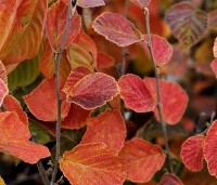 Hamamelis intermedia 'Ruby Glow' - Toverhazelaar 'Ruby Glow' - herfstkleuren