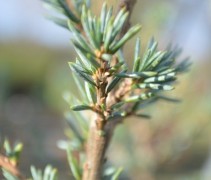 Cedrus libani 'Glauca'